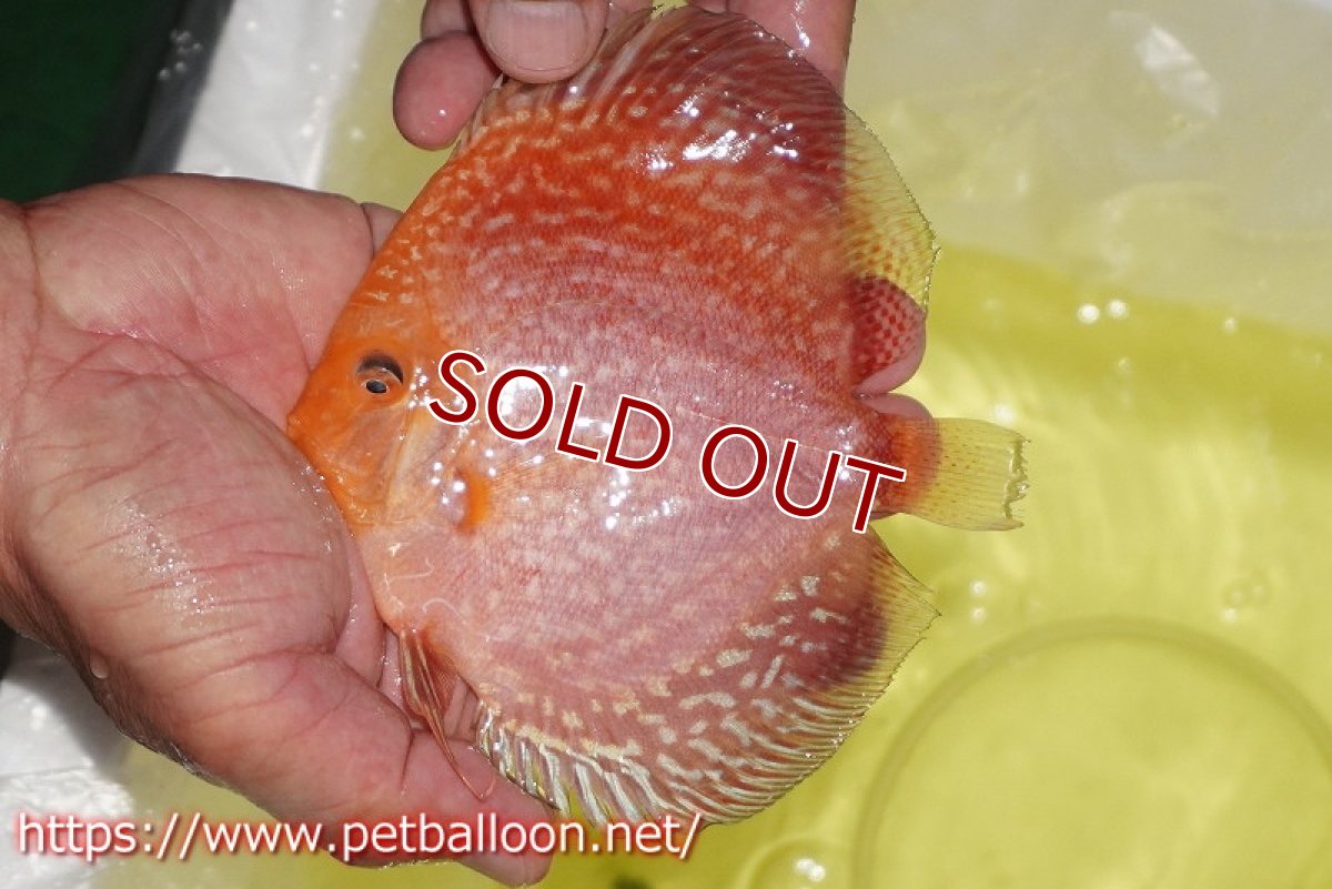 画像2: 【ディスカス】【通販】スーパーレッドアンドホワイトチェッカーボード（ハイフォーム）【個体販売】12-13cm（生体）マレーシア　NAディスカスファーム (2)