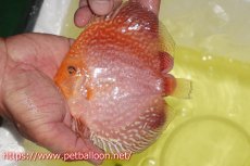 画像2: 【ディスカス】【通販】スーパーレッドアンドホワイトチェッカーボード（ハイフォーム）【個体販売】12-13cm（生体）マレーシア　NAディスカスファーム (2)