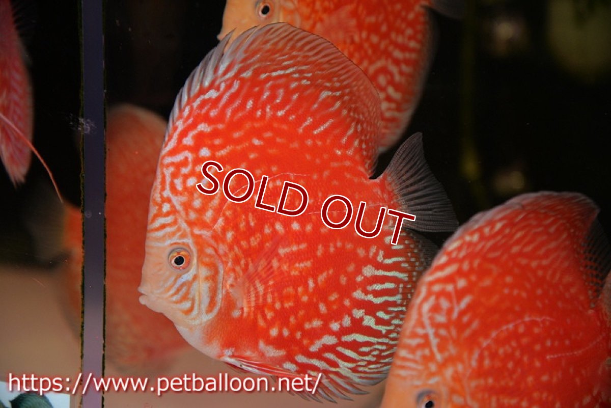 画像2: 【ディスカス】【通販】スーパーレッドアンドホワイトチェッカーボード（ハイフォーム）【個体販売】12-13cm（生体）マレーシア　NAディスカスファーム (2)