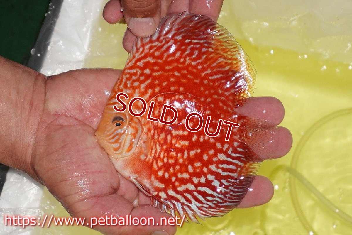 画像3: 【ディスカス】【通販】スーパーレッドアンドホワイトチェッカーボード（ハイフォーム）【個体販売】12-13cm（生体）マレーシア　NAディスカスファーム (3)