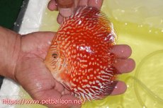画像3: 【ディスカス】【通販】スーパーレッドアンドホワイトチェッカーボード（ハイフォーム）【個体販売】12-13cm（生体）マレーシア　NAディスカスファーム (3)