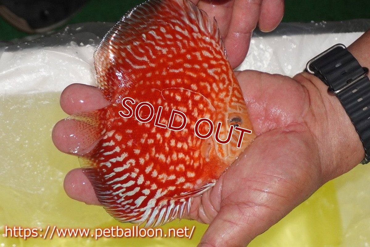 画像4: 【ディスカス】【通販】スーパーレッドアンドホワイトチェッカーボード（ハイフォーム）【個体販売】12-13cm（生体）マレーシア　NAディスカスファーム (4)