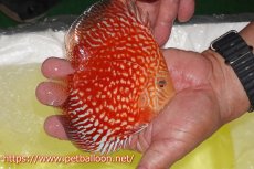 画像4: 【ディスカス】【通販】スーパーレッドアンドホワイトチェッカーボード（ハイフォーム）【個体販売】12-13cm（生体）マレーシア　NAディスカスファーム (4)