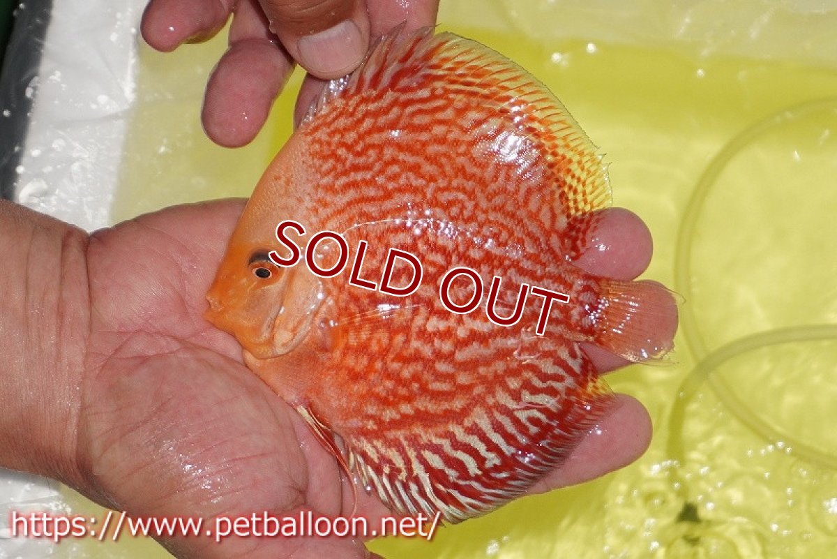 画像2: 【ディスカス】【通販】スーパーレッドアンドホワイトチェッカーボード（ハイフォーム）【個体販売】12-13cm（生体）マレーシア　NAディスカスファーム (2)