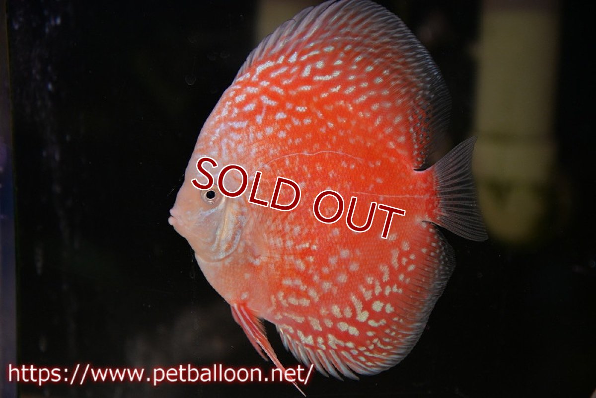 画像2: 【ディスカス】【通販】スーパーレッドアンドホワイトチェッカーボード（ハイフォーム）【個体販売】12-13cm（生体）マレーシア　NAディスカスファーム (2)