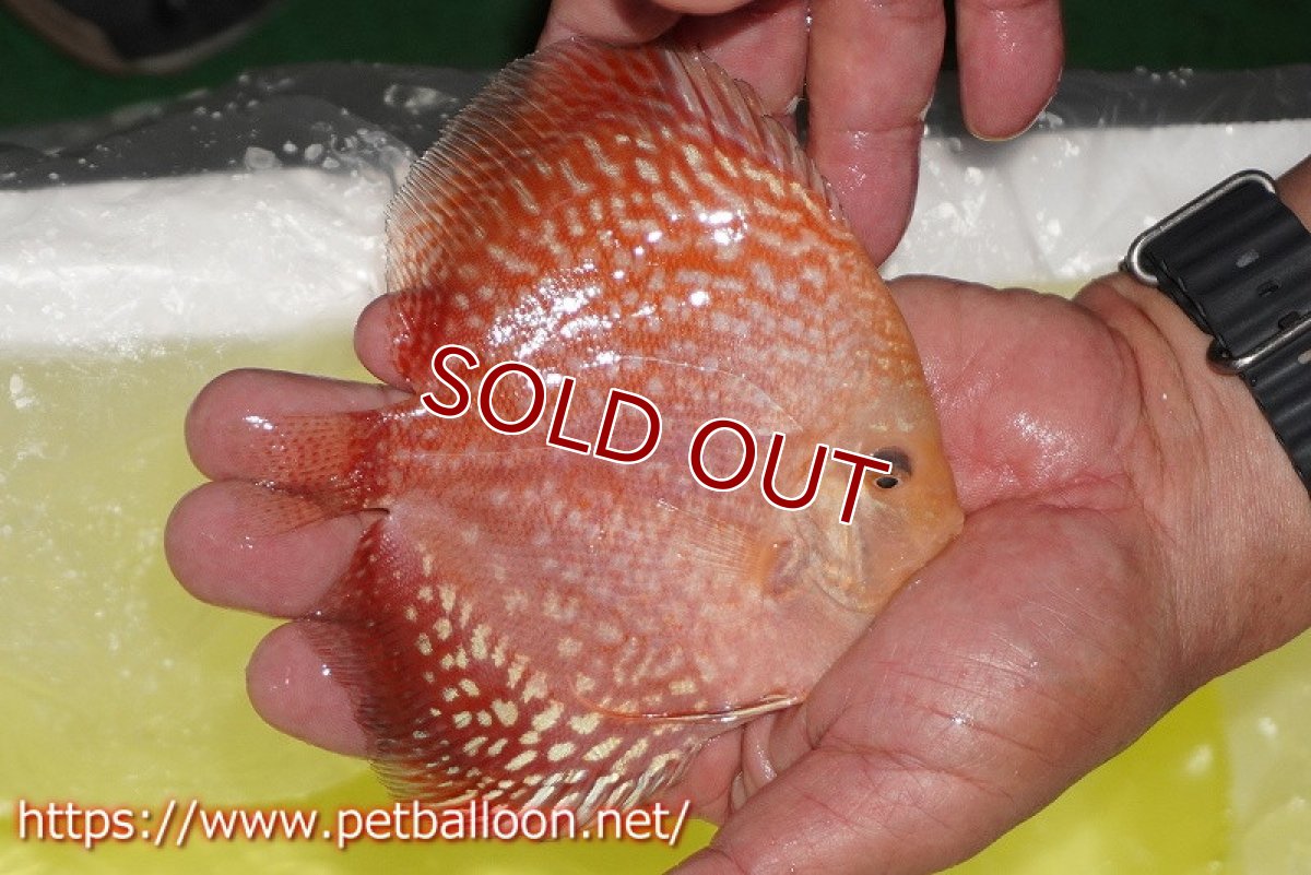 画像4: 【ディスカス】【通販】スーパーレッドアンドホワイトチェッカーボード（ハイフォーム）【個体販売】12-13cm（生体）マレーシア　NAディスカスファーム (4)