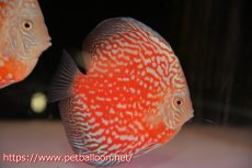 画像1: 【ディスカス】【通販】スーパーレッドアンドホワイトチェッカーボード（ハイフォーム）【個体販売】12-13cm（生体）マレーシア　NAディスカスファーム (1)