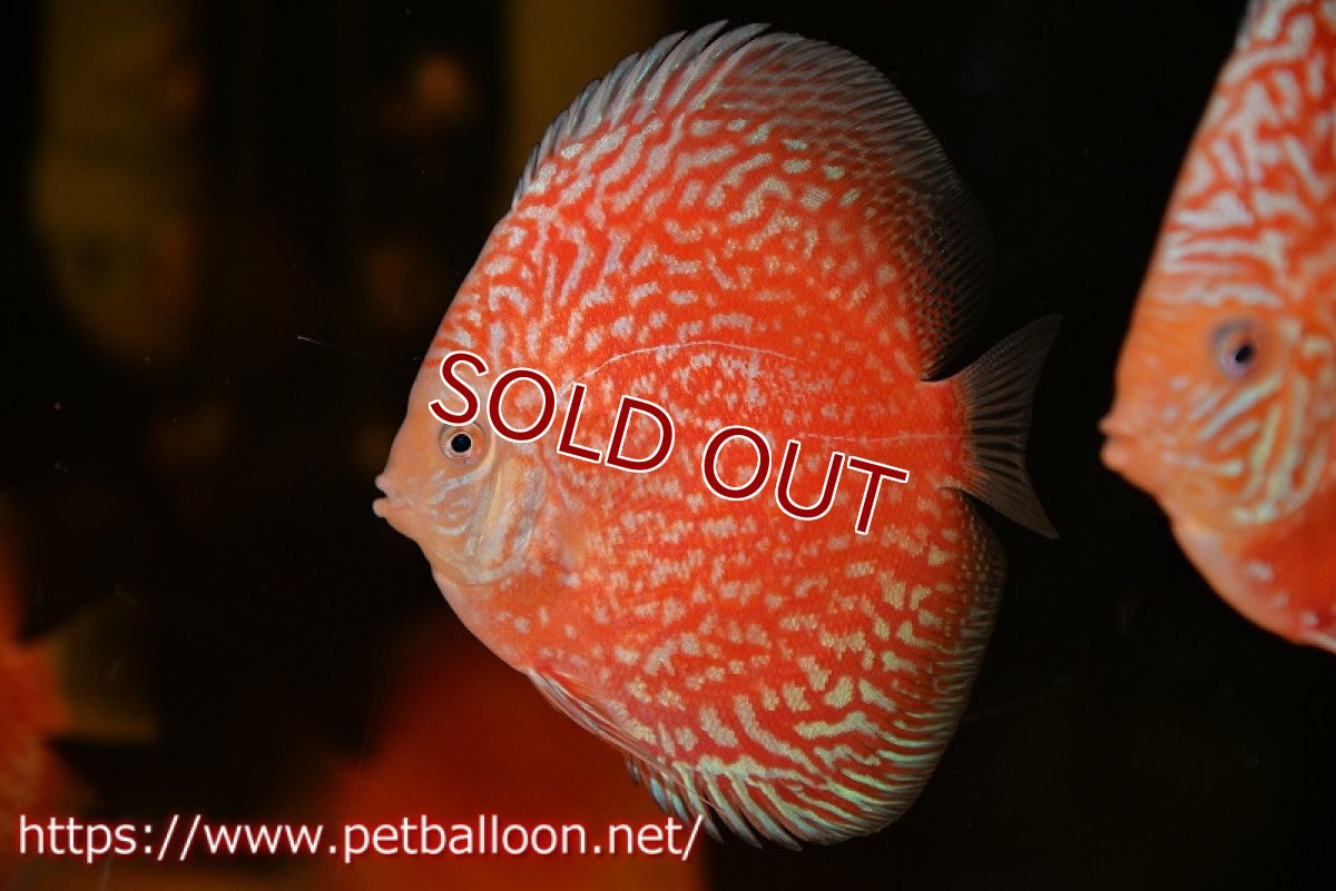 画像2: 【ディスカス】【通販】スーパーレッドアンドホワイトチェッカーボード（ハイフォーム）【個体販売】12-13cm（生体）マレーシア　NAディスカスファーム (2)