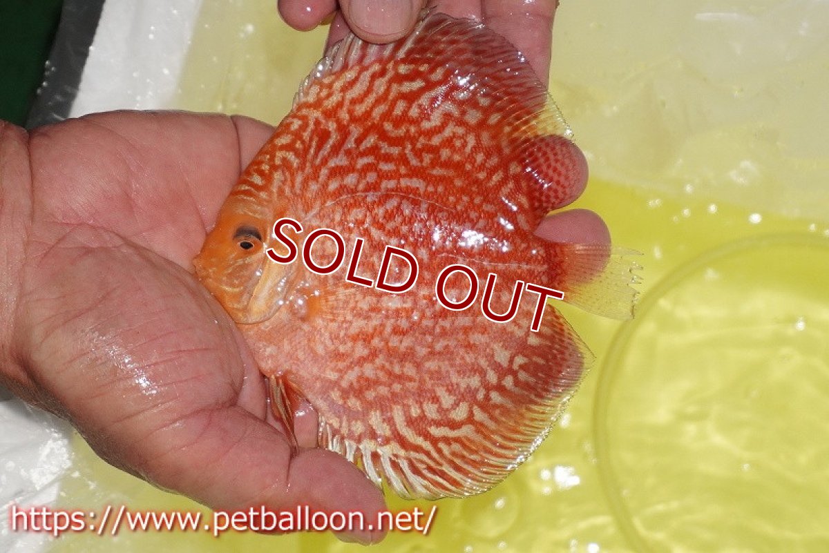 画像3: 【ディスカス】【通販】スーパーレッドアンドホワイトチェッカーボード（ハイフォーム）【個体販売】12-13cm（生体）マレーシア　NAディスカスファーム (3)