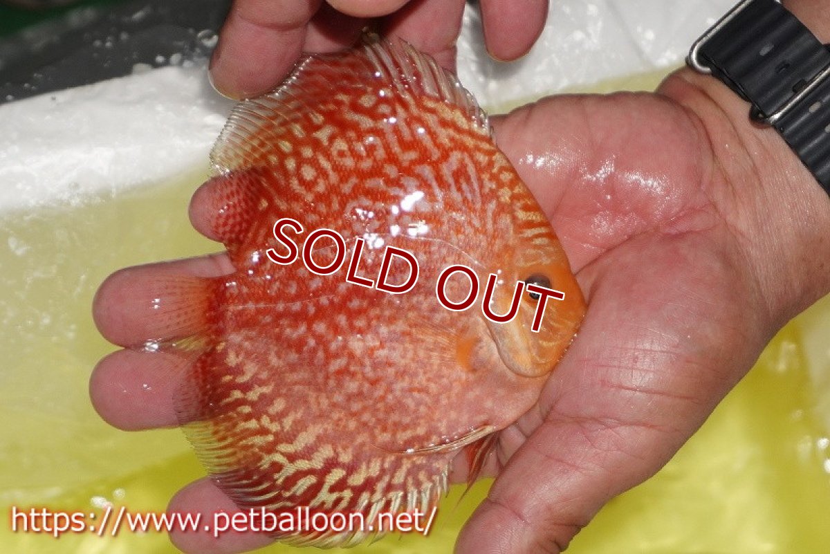 画像4: 【ディスカス】【通販】スーパーレッドアンドホワイトチェッカーボード（ハイフォーム）【個体販売】12-13cm（生体）マレーシア　NAディスカスファーム (4)