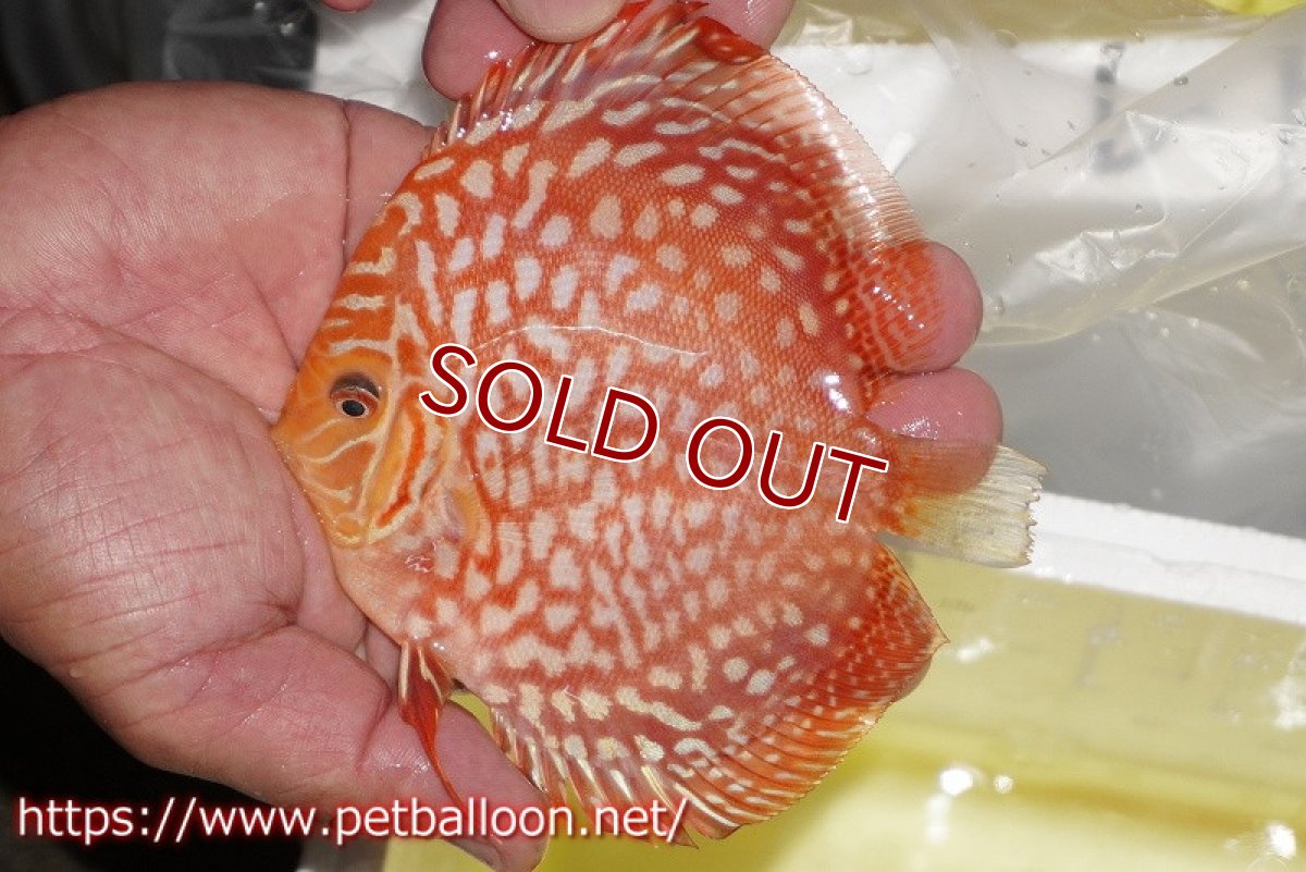 画像2: 【ディスカス】【通販】レッドドラゴンチェッカーボード（ハイフォーム）【個体販売】12-13cm（生体）マレーシア　NAディスカスファーム (2)