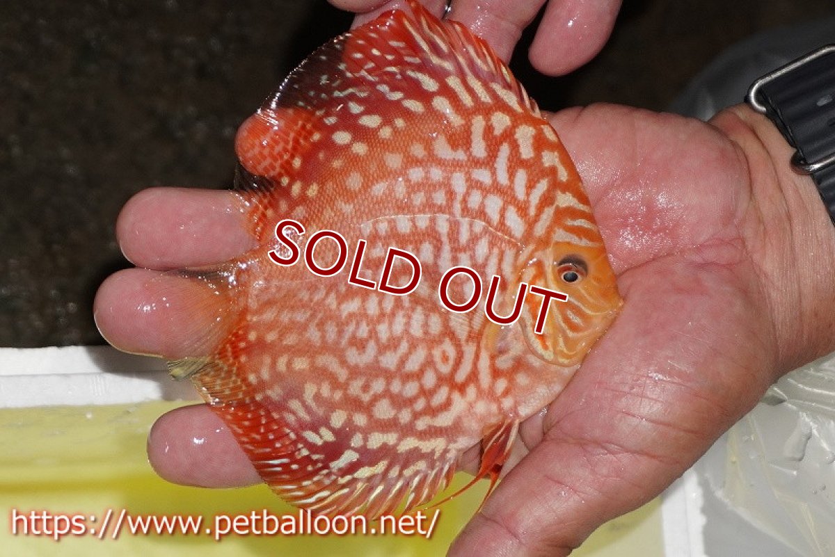 画像3: 【ディスカス】【通販】レッドドラゴンチェッカーボード（ハイフォーム）【個体販売】12-13cm（生体）マレーシア　NAディスカスファーム (3)
