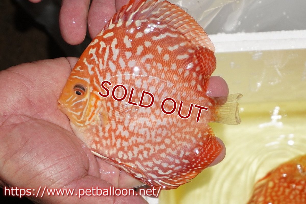 画像2: 【ディスカス】【通販】レッドドラゴンチェッカーボード（ハイフォーム）【個体販売】12-13cm（生体）マレーシア　NAディスカスファーム (2)