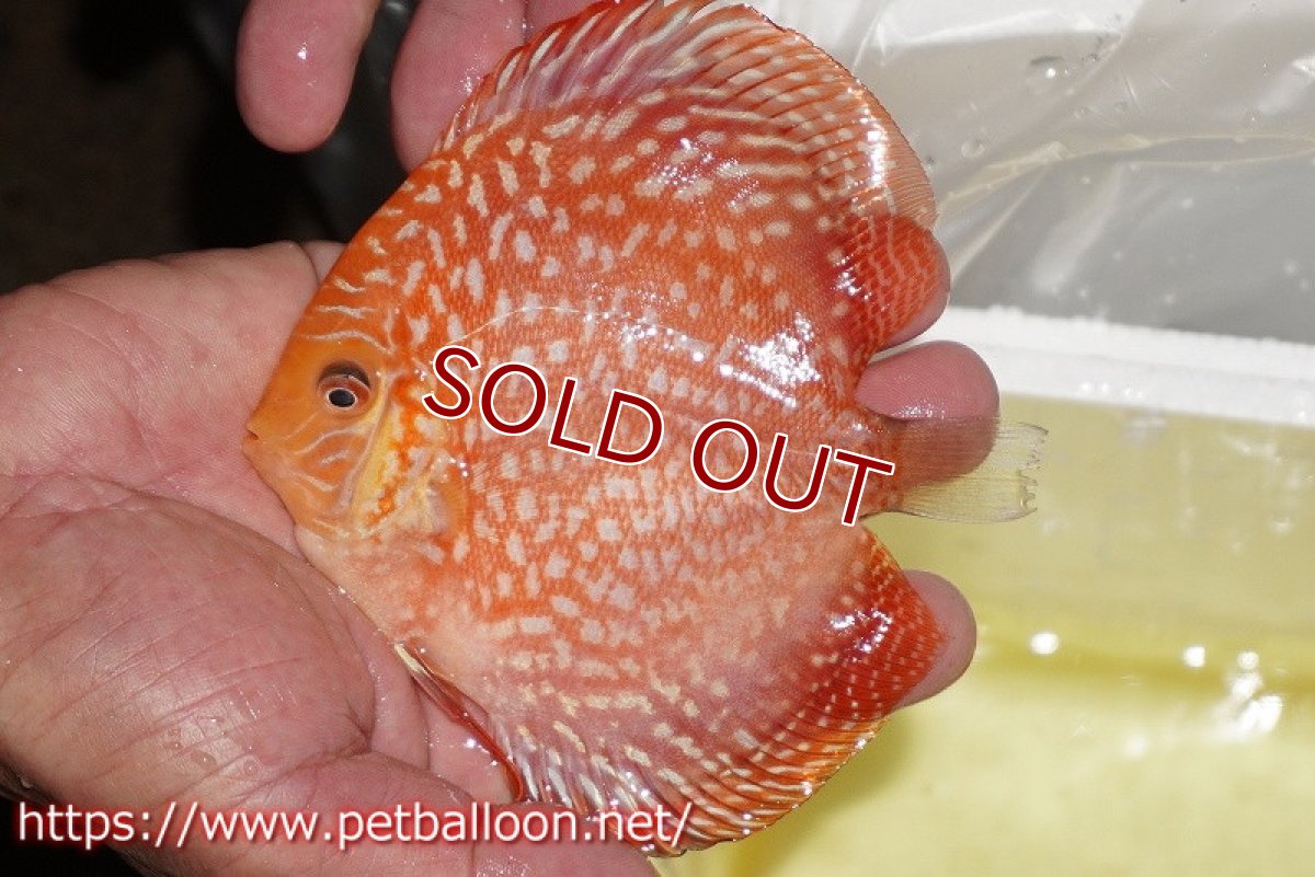 画像2: 【ディスカス】【通販】レッドドラゴンチェッカーボード（ハイフォーム）【個体販売】12-13cm（生体）マレーシア　NAディスカスファーム (2)