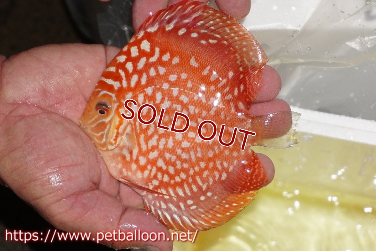 画像2: 【ディスカス】【通販】レッドドラゴンチェッカーボード（ハイフォーム）【個体販売】12-13cm（生体）マレーシア　NAディスカスファーム (2)