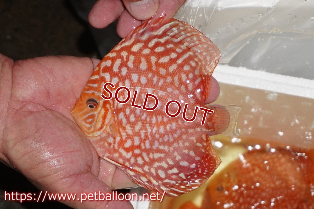 画像3: 【ディスカス】【通販】レッドドラゴンチェッカーボード（ハイフォーム）【個体販売】12-13cm（生体）マレーシア　NAディスカスファーム (3)