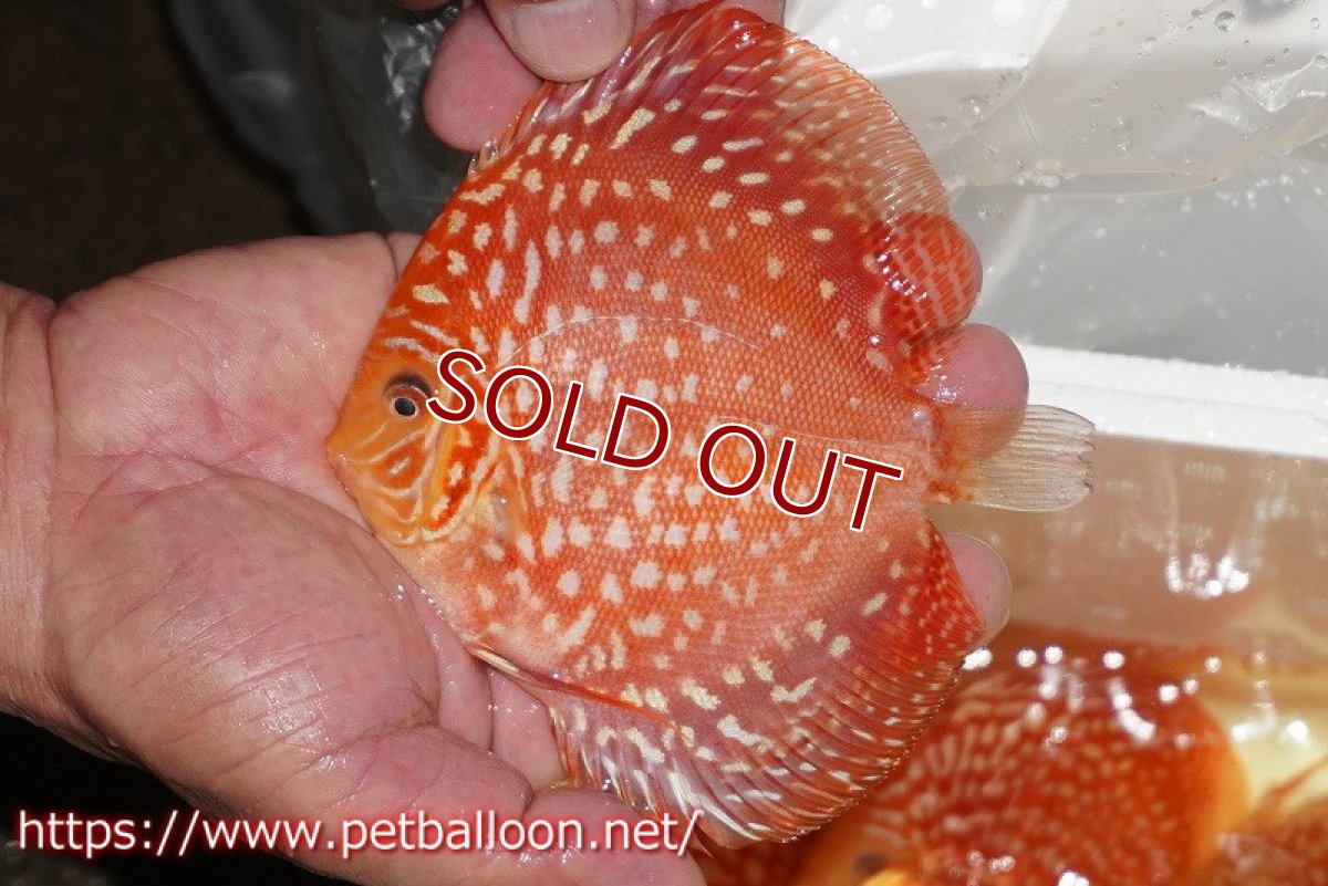 画像3: 【ディスカス】【通販】レッドドラゴンチェッカーボード（ハイフォーム）【個体販売】12-13cm（生体）マレーシア　NAディスカスファーム (3)