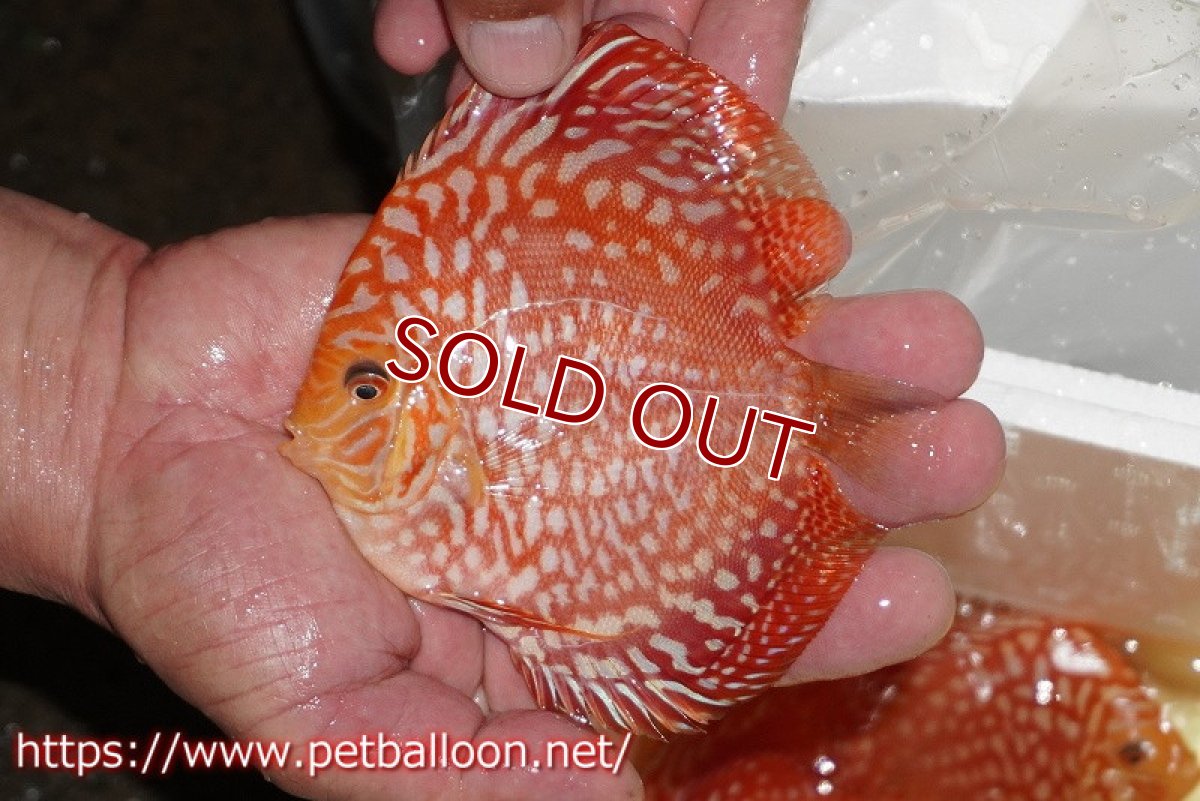 画像2: 【ディスカス】【通販】レッドドラゴンチェッカーボード（ハイフォーム）【個体販売】12-13cm（生体）マレーシア　NAディスカスファーム (2)