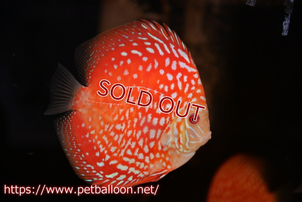 画像2: 【ディスカス】【通販】レッドドラゴンチェッカーボード（ハイフォーム）【個体販売】12-13cm（生体）マレーシア　NAディスカスファーム (2)
