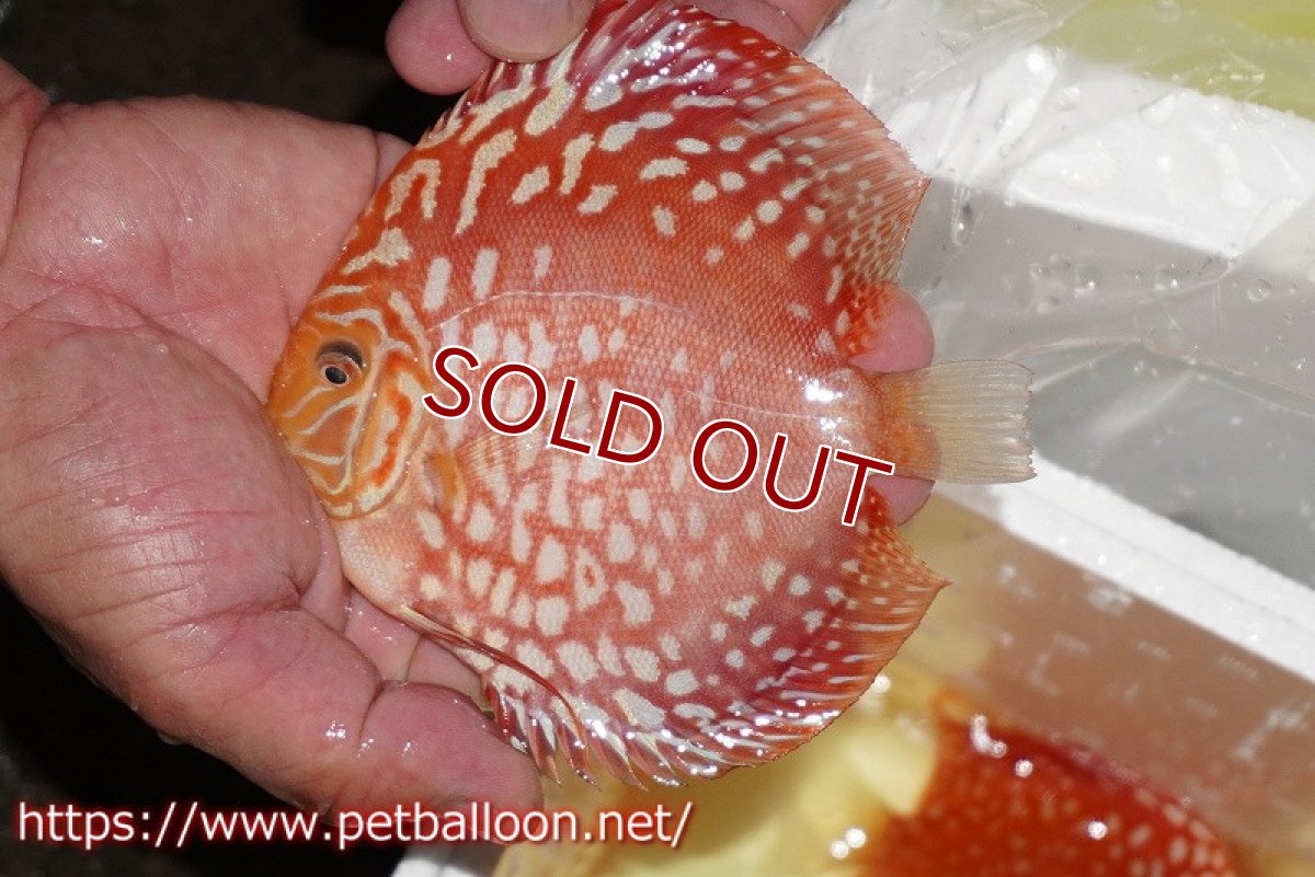 画像2: 【ディスカス】【通販】レッドドラゴンチェッカーボード（ハイフォーム）【個体販売】12-13cm（生体）マレーシア　NAディスカスファーム (2)