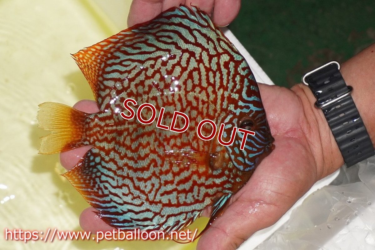 画像3: 【ディスカス】【通販】クリムゾンレッドギャラクシー スーパーハイフォーム（コンテストグレード）【個体販売】17-18cm（生体）マレーシア　NAディスカスファーム (3)