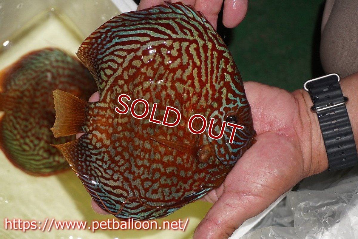 画像4: 【ディスカス】【通販】クリムゾンレッドギャラクシー スーパーハイフォーム（コンテストグレード）【個体販売】17-18cm（生体）マレーシア　NAディスカスファーム (4)