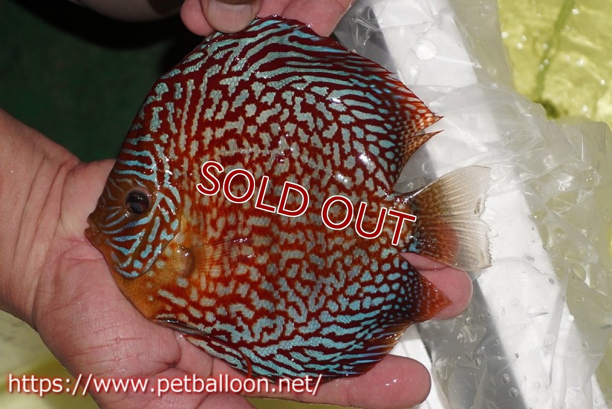 画像2: 【ディスカス】【ディスカス】【通販】クリムゾンレッドギャラクシー スーパーハイフォーム（コンテストグレード）【個体販売】17-18cm（生体）マレーシア　NAディスカスファーム (2)