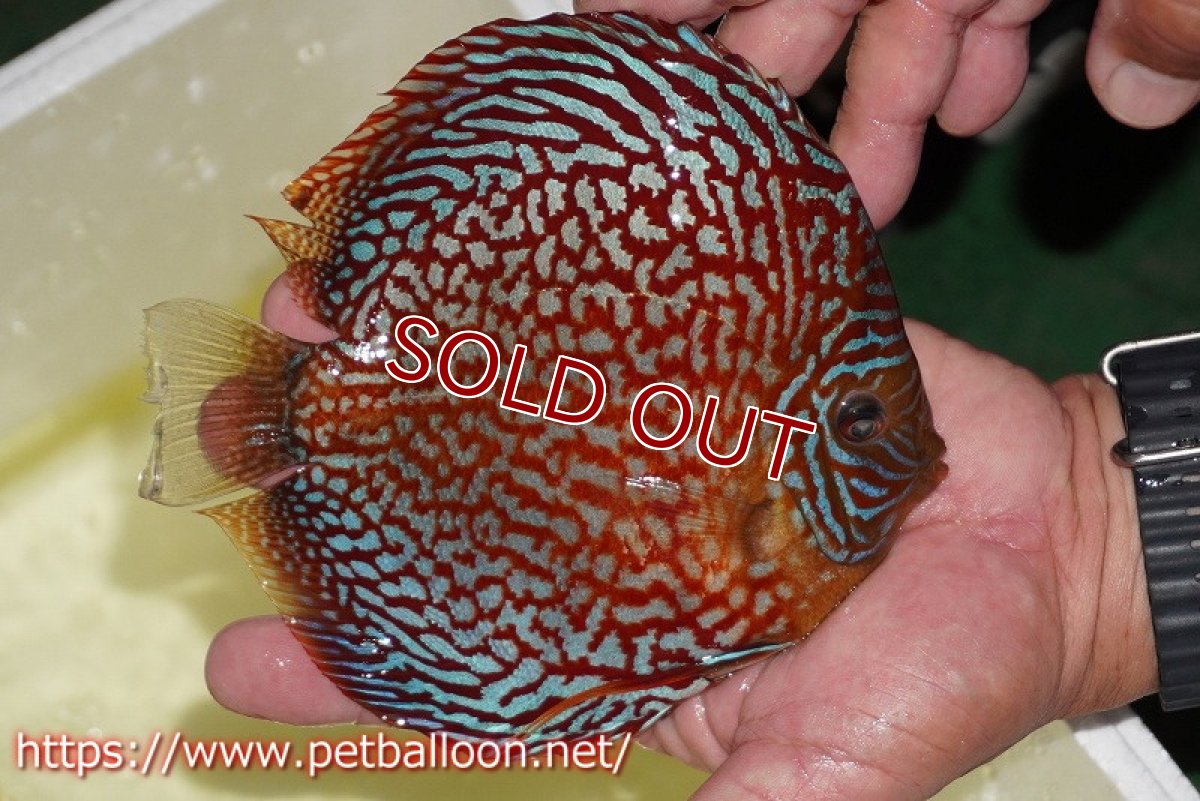 画像3: 【ディスカス】【ディスカス】【通販】クリムゾンレッドギャラクシー スーパーハイフォーム（コンテストグレード）【個体販売】17-18cm（生体）マレーシア　NAディスカスファーム (3)