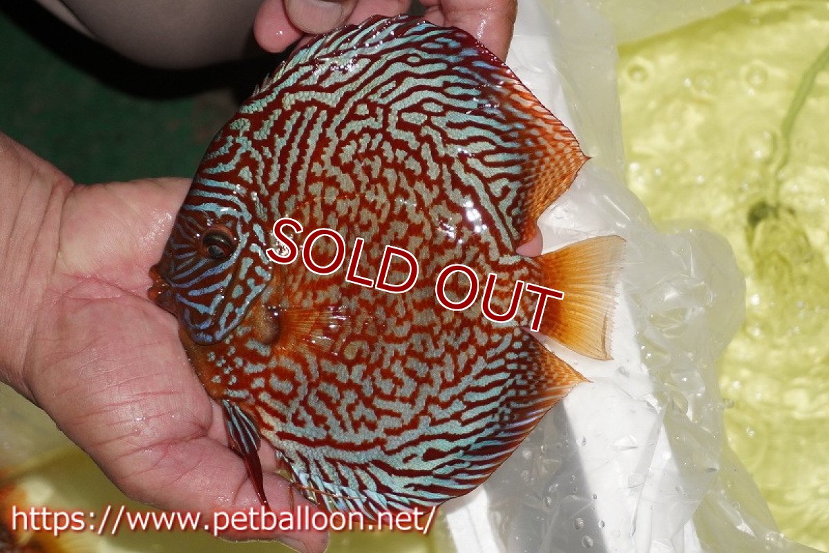 画像2: 【ディスカス】【通販】クリムゾンレッドギャラクシー スーパーハイフォーム（コンテストグレード）【個体販売】17-18cm（生体）マレーシア　NAディスカスファーム (2)