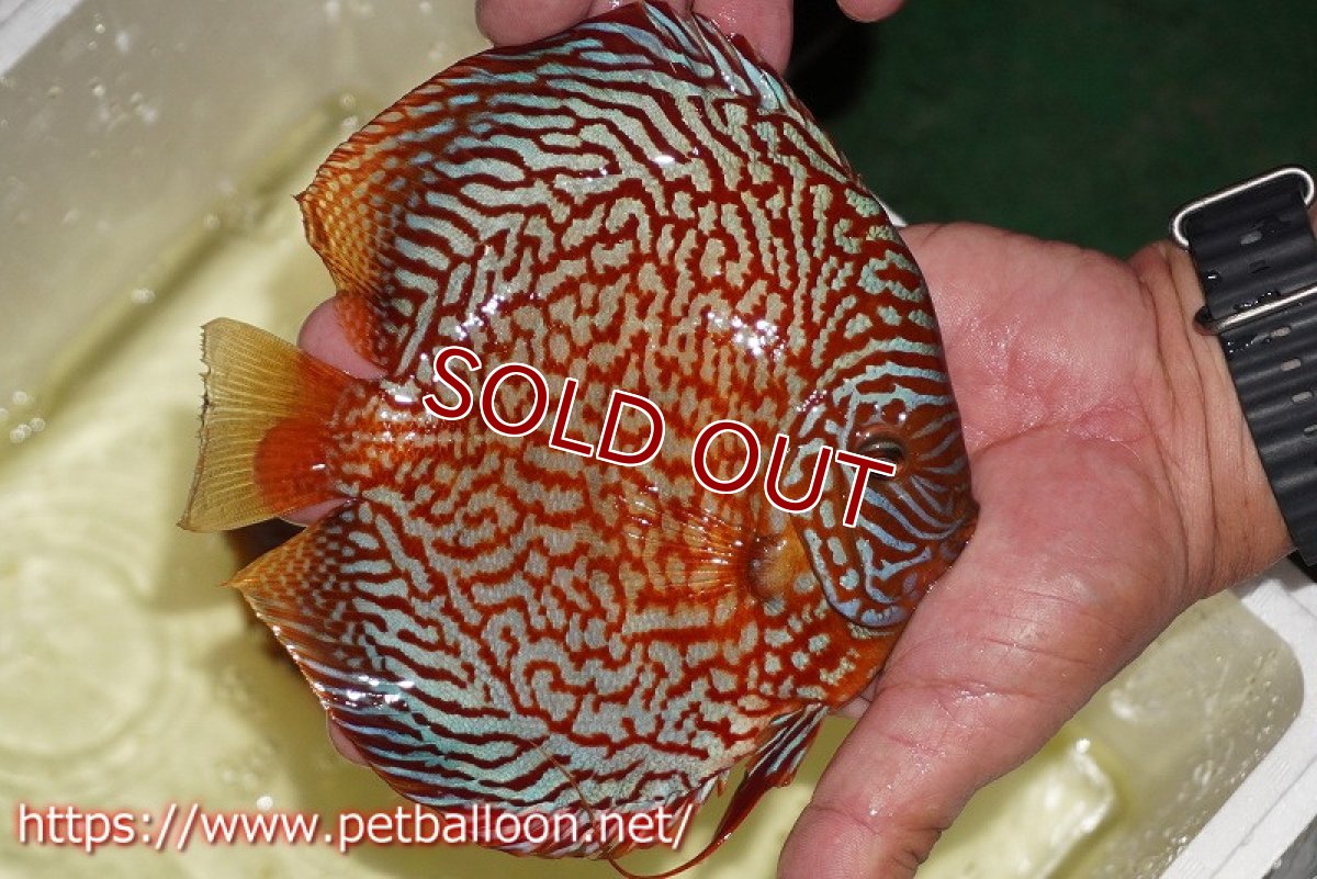 画像3: 【ディスカス】【通販】クリムゾンレッドギャラクシー スーパーハイフォーム（コンテストグレード）【個体販売】17-18cm（生体）マレーシア　NAディスカスファーム (3)