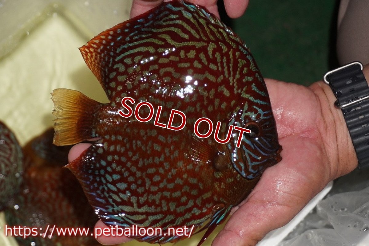 画像3: 【ディスカス】【通販】クリムゾンレッドギャラクシー スーパーハイフォーム（コンテストグレード）【個体販売】17-18cm（生体）マレーシア　NAディスカスファーム (3)