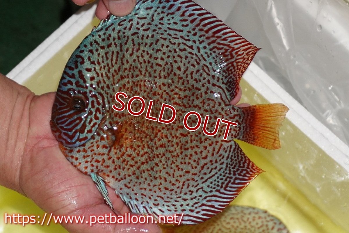 画像3: 【ディスカス】【通販】スーパーレッドキングバイパー(ハイフォーム ブリーディングストック個体)【個体販売】17-18cm(生体)マレーシア NAディスカスファーム (3)