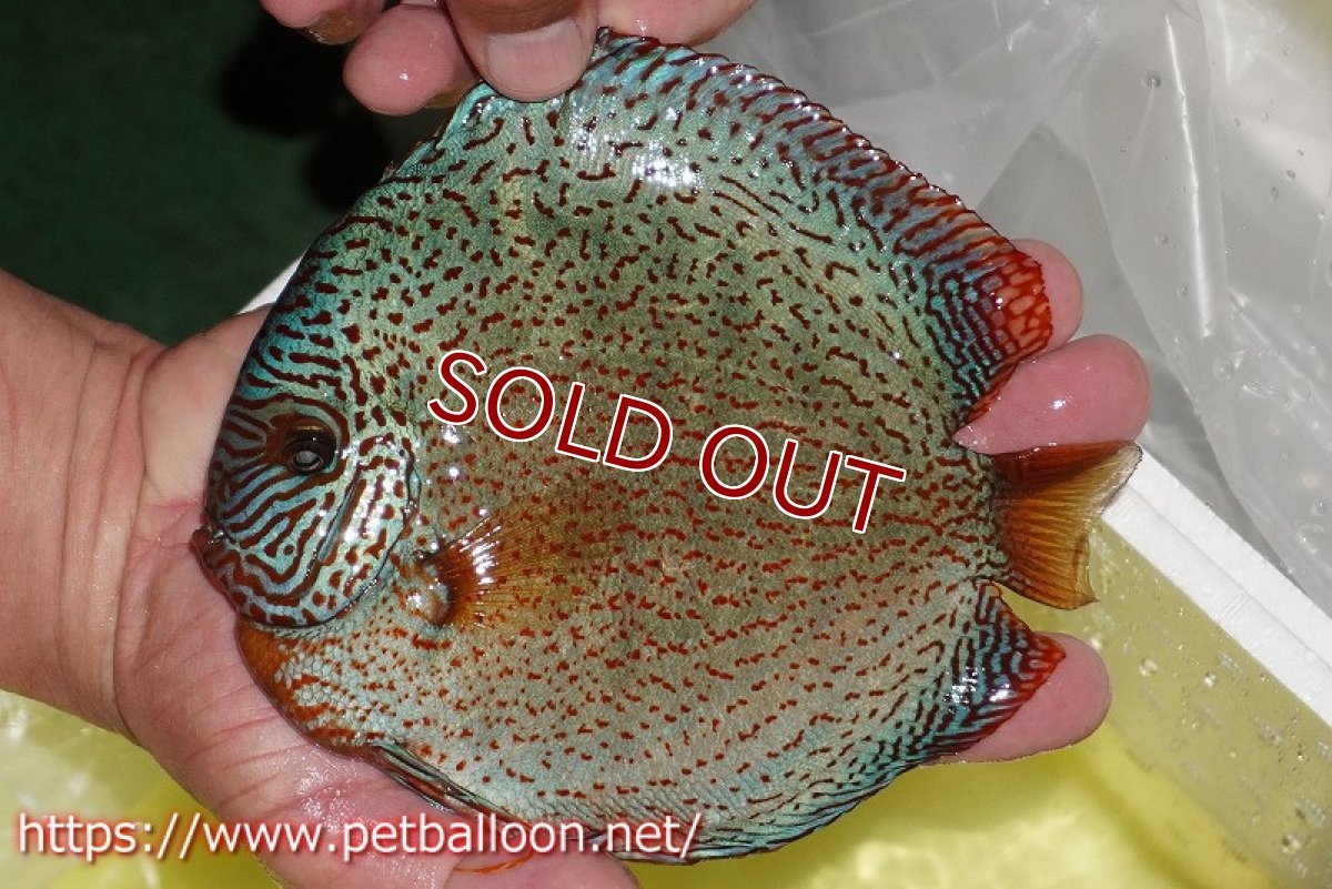 画像2: 【ディスカス】【通販】スーパーレッドキングバイパー(ハイフォーム ブリーディングストック個体)【個体販売】17-18cm(生体)マレーシア NAディスカスファーム (2)