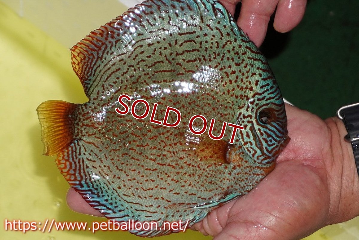 画像3: 【ディスカス】【通販】スーパーレッドキングバイパー(ハイフォーム ブリーディングストック個体)【個体販売】17-18cm(生体)マレーシア NAディスカスファーム (3)