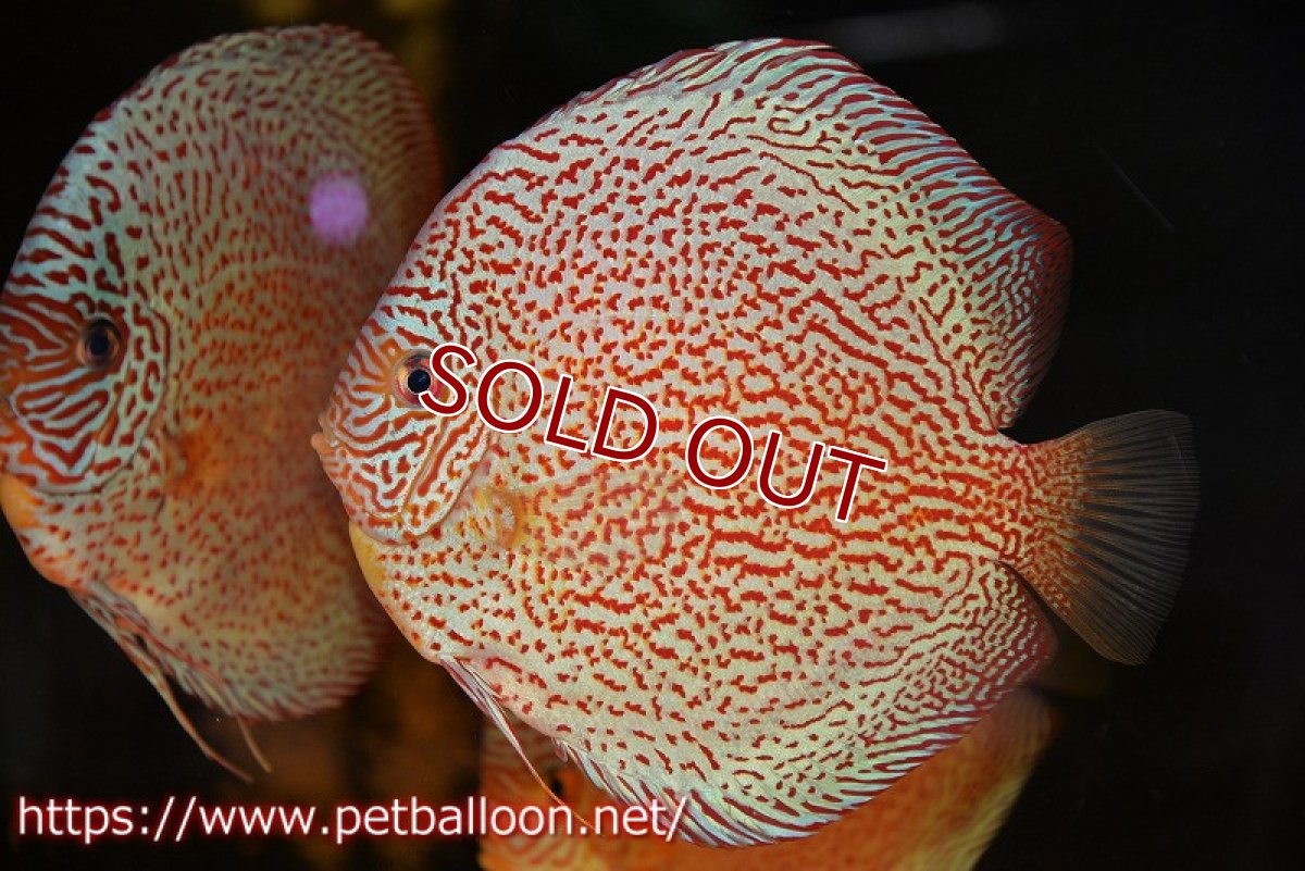 画像2: 【ディスカス】【通販】スーパーレッドキングバイパー（ハイフォーム　ブリーディングストック個体）【個体販売】17-18cm（生体）マレーシア　NAディスカスファーム (2)