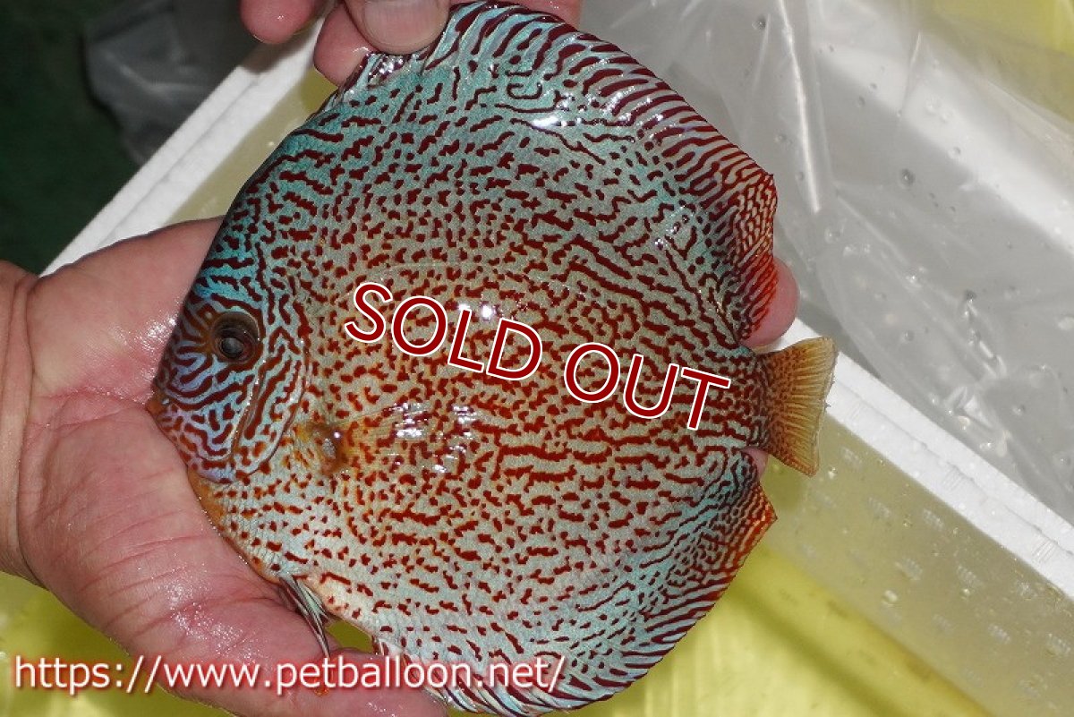 画像3: 【ディスカス】【通販】スーパーレッドキングバイパー（ハイフォーム　ブリーディングストック個体）【個体販売】17-18cm（生体）マレーシア　NAディスカスファーム (3)