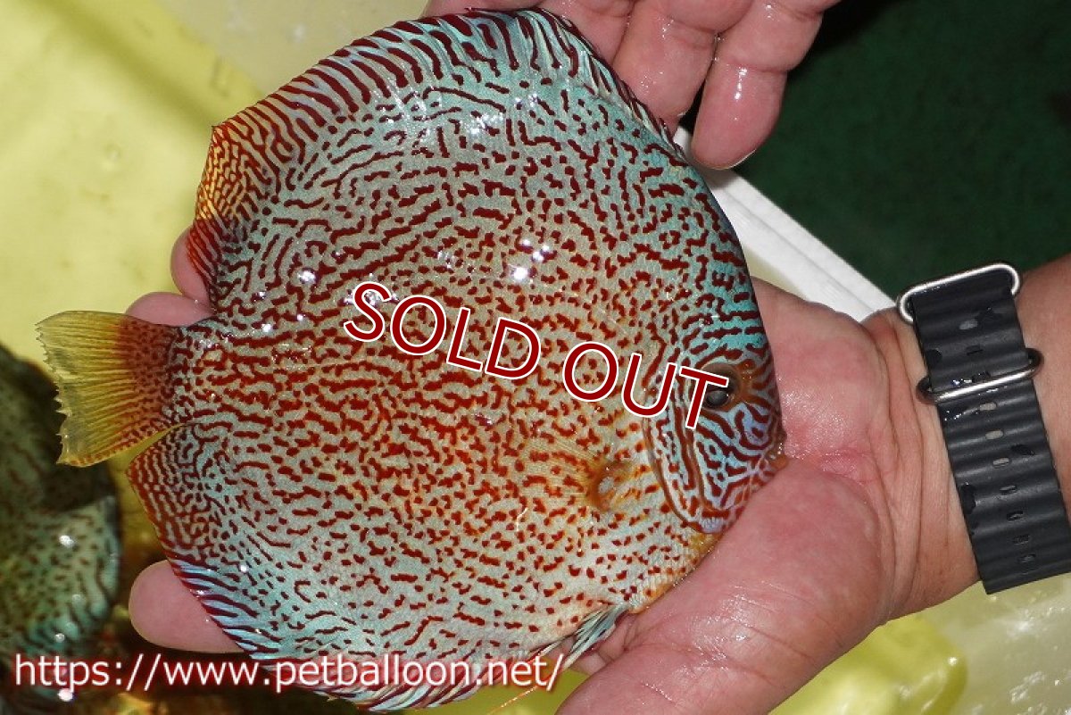 画像4: 【ディスカス】【通販】スーパーレッドキングバイパー（ハイフォーム　ブリーディングストック個体）【個体販売】17-18cm（生体）マレーシア　NAディスカスファーム (4)