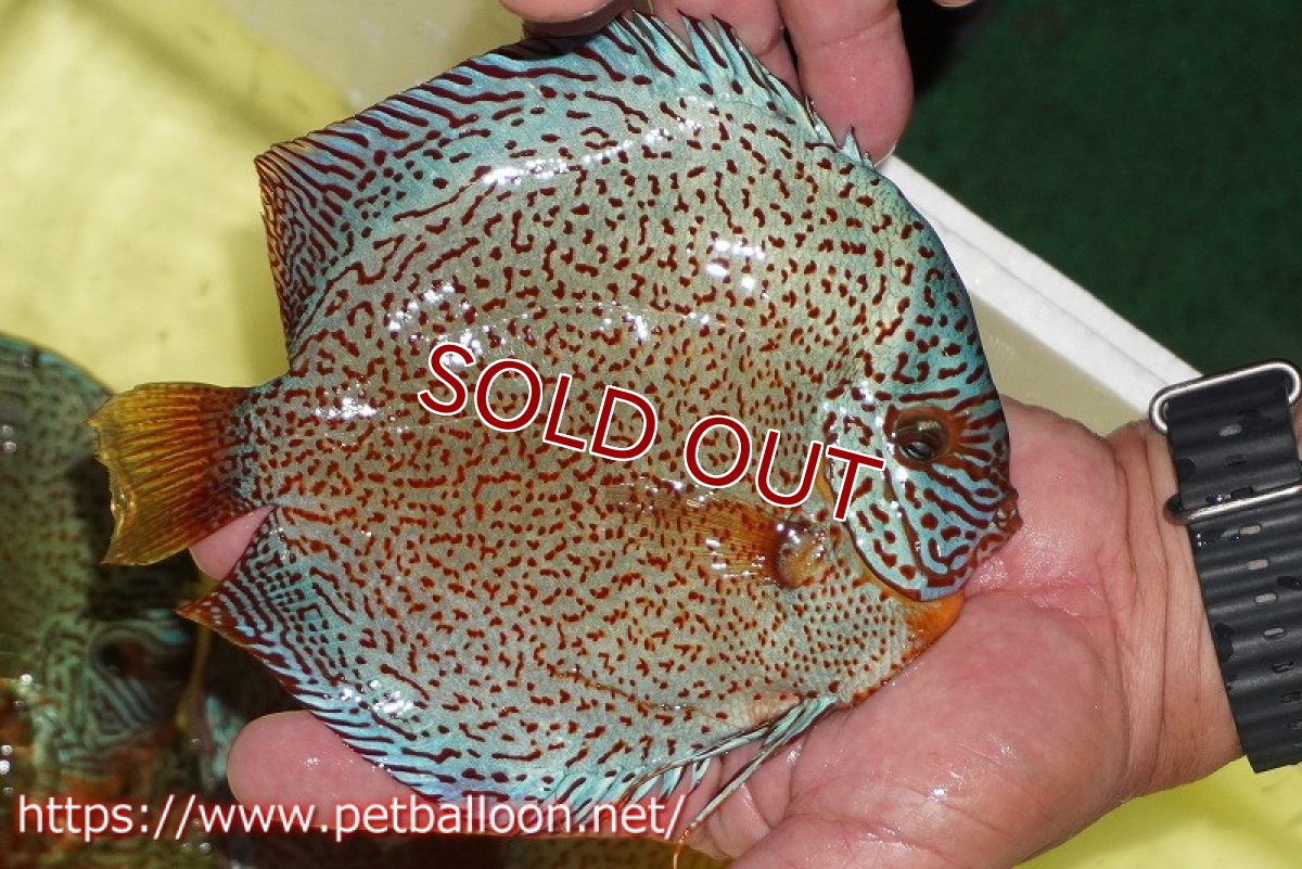 画像2: 【ディスカス】【ディスカス】【通販】スーパーレッドキングバイパー（ハイフォーム　ブリーディングストック個体）【個体販売】17-18cm（生体）マレーシア　NAディスカスファーム (2)