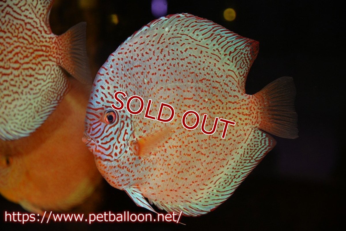 画像2: 【ディスカス】【ディスカス】【通販】スーパーレッドキングバイパー(ハイフォーム ブリーディングストック個体)【個体販売】17-18cm(生体)マレーシア NAディスカスファーム (2)