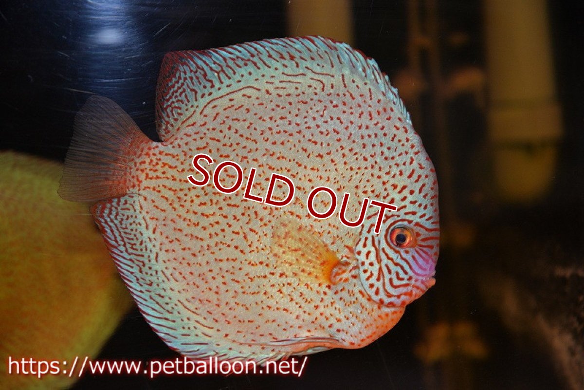 画像3: 【ディスカス】【ディスカス】【通販】スーパーレッドキングバイパー(ハイフォーム ブリーディングストック個体)【個体販売】17-18cm(生体)マレーシア NAディスカスファーム (3)