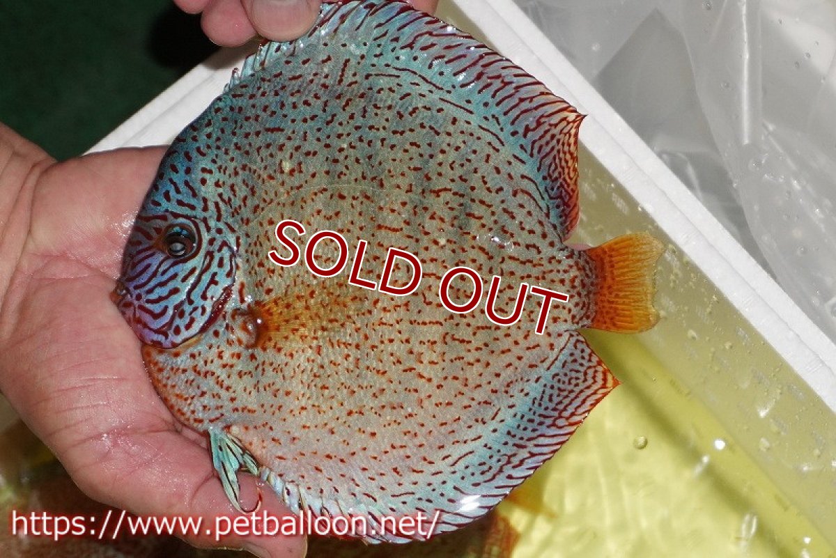 画像4: 【ディスカス】【ディスカス】【通販】スーパーレッドキングバイパー(ハイフォーム ブリーディングストック個体)【個体販売】17-18cm(生体)マレーシア NAディスカスファーム (4)