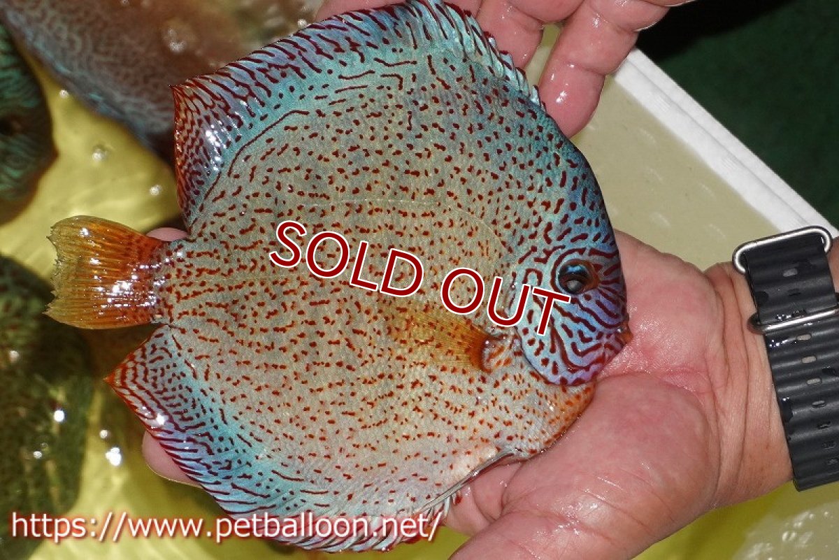 画像5: 【ディスカス】【ディスカス】【通販】スーパーレッドキングバイパー(ハイフォーム ブリーディングストック個体)【個体販売】17-18cm(生体)マレーシア NAディスカスファーム (5)