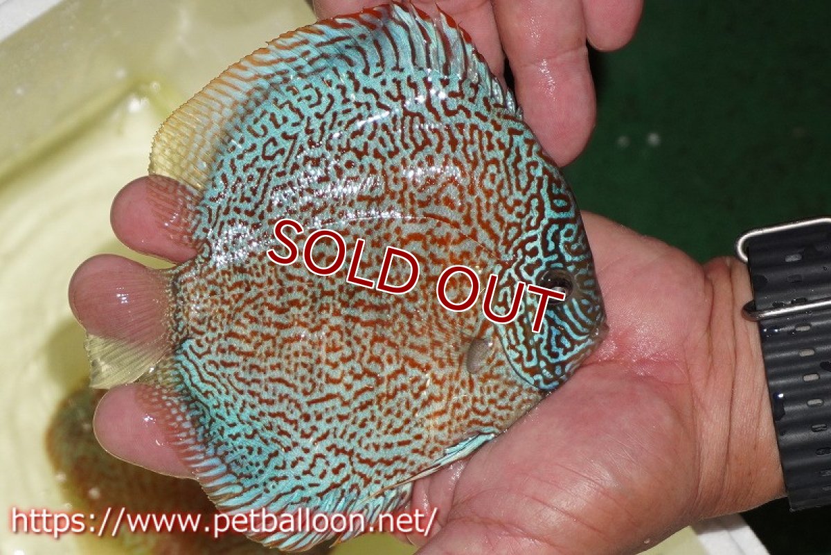 画像3: 【ディスカス】【通販】レッドロイヤルサクラ【個体販売】14-15cm（生体）マレーシア　KLディスカスファーム (3)