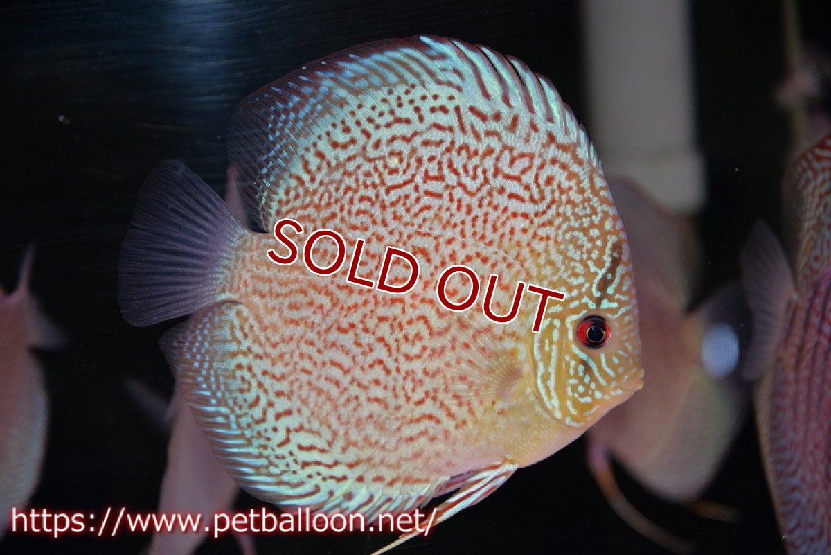 画像1: 【水槽スペース確保のため大特価】【ディスカス】【通販】レッドロイヤルサクラ【個体販売】14-15cm（生体）マレーシア　KLディスカスファーム (1)