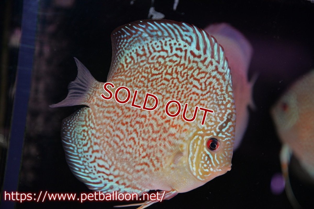 画像2: 【水槽スペース確保のため大特価】【ディスカス】【通販】レッドロイヤルサクラ【個体販売】14-15cm（生体）マレーシア　KLディスカスファーム (2)