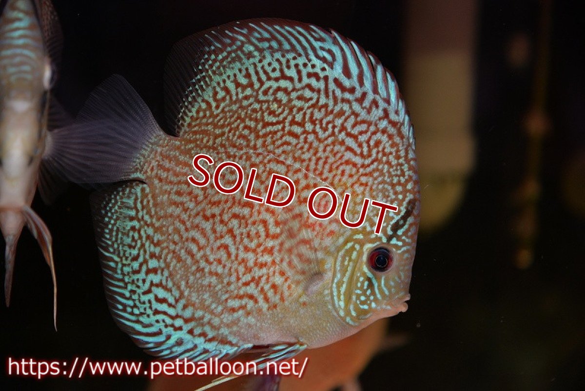 画像3: 【水槽スペース確保のため大特価】【ディスカス】【通販】レッドロイヤルサクラ【個体販売】14-15cm（生体）マレーシア　KLディスカスファーム (3)