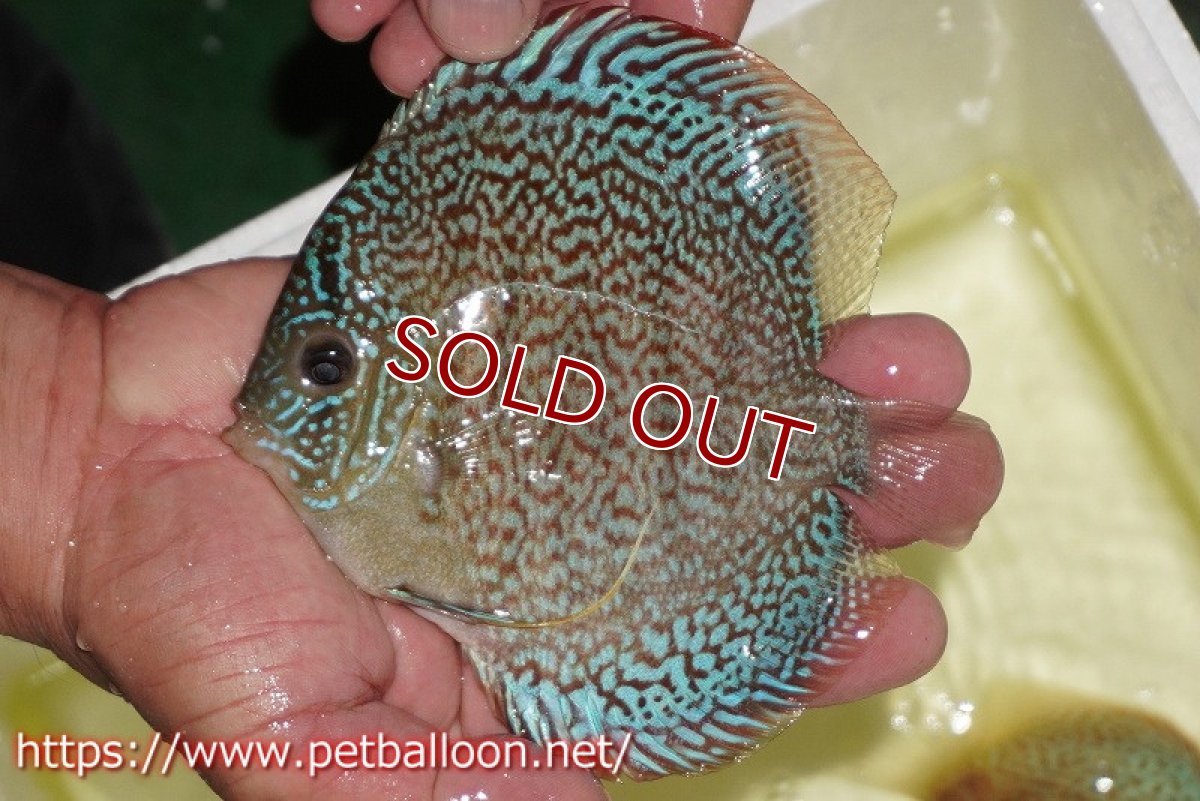 画像4: 【水槽スペース確保のため大特価】【ディスカス】【通販】レッドロイヤルサクラ【個体販売】14-15cm（生体）マレーシア　KLディスカスファーム (4)