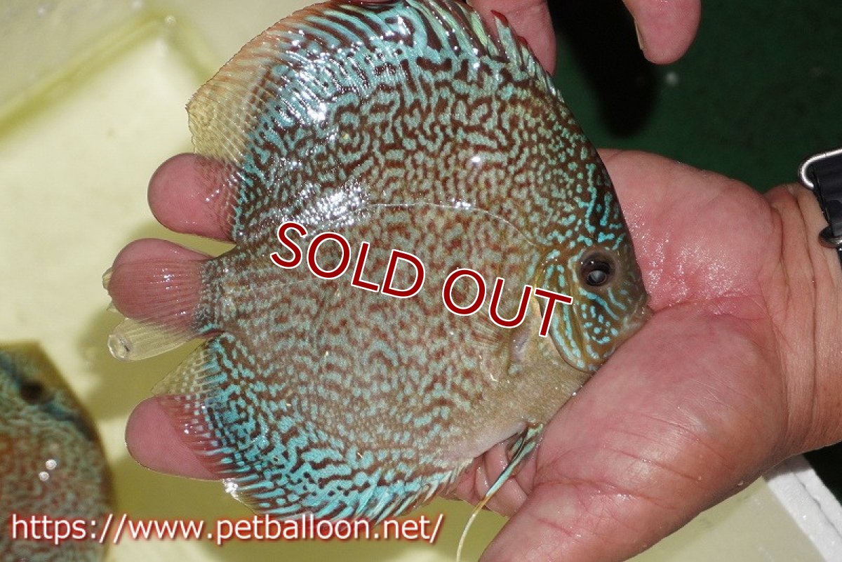 画像5: 【水槽スペース確保のため大特価】【ディスカス】【通販】レッドロイヤルサクラ【個体販売】14-15cm（生体）マレーシア　KLディスカスファーム (5)