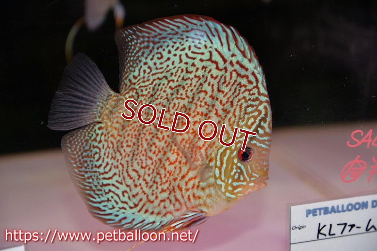 画像2: 【ディスカス】【通販】レッドロイヤルサクラ【個体販売】14-15cm（生体）マレーシア　KLディスカスファーム (2)