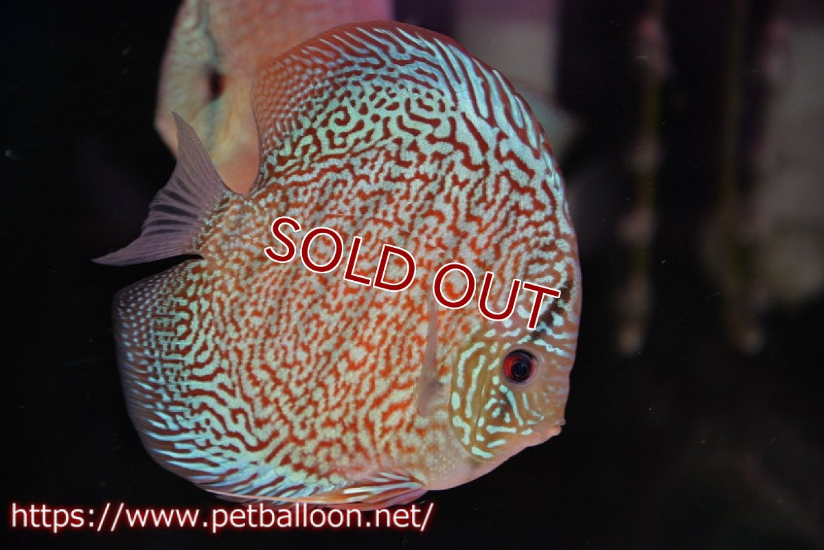 画像3: 【ディスカス】【通販】レッドロイヤルサクラ【個体販売】14-15cm（生体）マレーシア　KLディスカスファーム (3)